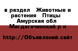  в раздел : Животные и растения » Птицы . Амурская обл.,Магдагачинский р-н